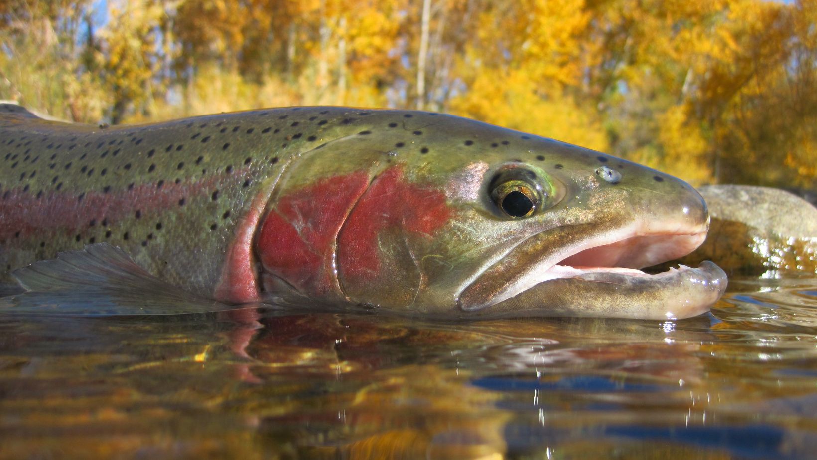 stealhead fishing idaho