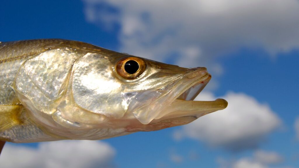 snook fishing